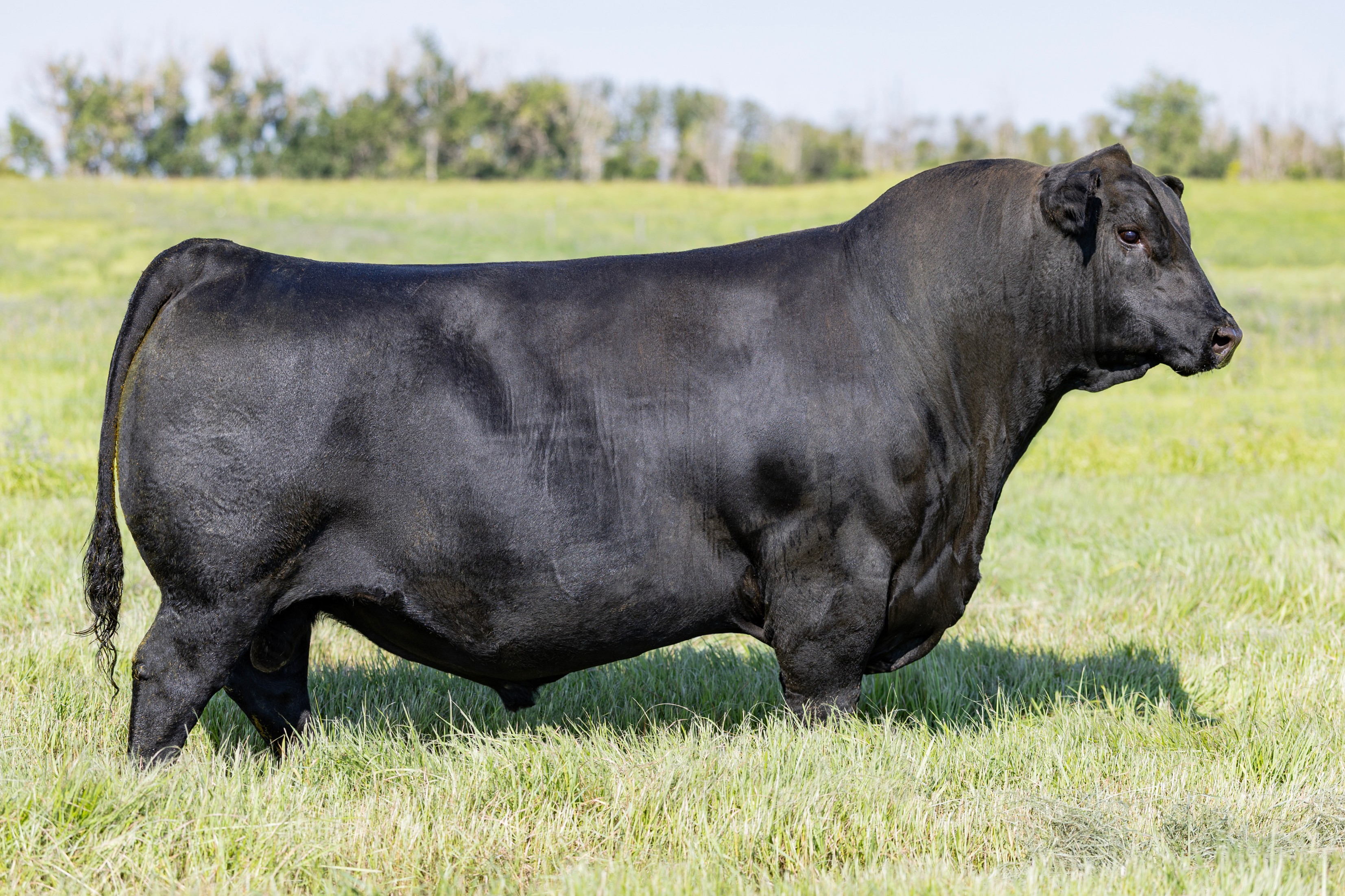 sire11